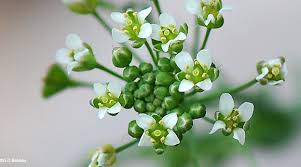 Attēlu rezultāti vaicājumam “Capsella bursa-pastoris flower”