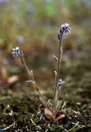 Attēlu rezultāti vaicājumam “Myosotis micrantha”