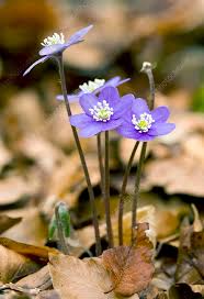 Attēlu rezultāti vaicājumam “Hepatica nobilis fruit”