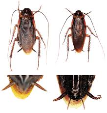 Image result for periplaneta americana