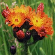 Attēlu rezultāti vaicājumam “Pilosella aurantiaca flower”
