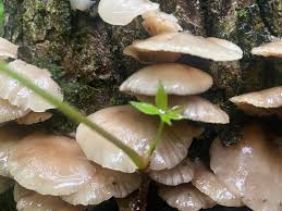 Attēlu rezultāti vaicājumam “Crepidotus applanatus”