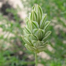 Attēlu rezultāti vaicājumam “Danthonia decumbens fruit”