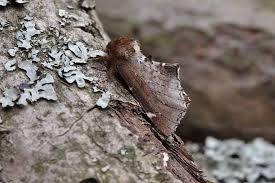 Attēlu rezultāti vaicājumam “Odontosia carmelita”