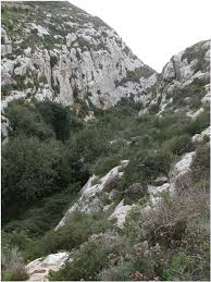 Attēlu rezultāti vaicājumam “Rhynchostegiella tenella sporophyte”