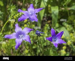 Attēlu rezultāti vaicājumam “Campanula latifolia flower”