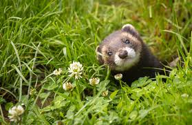 Attēlu rezultāti vaicājumam “Mustela putorius”