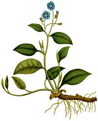 Attēlu rezultāti vaicājumam “Omphalodes verna flower”