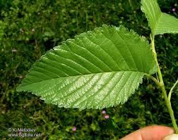 Attēlu rezultāti vaicājumam “Ulmus x hollandica leaf”