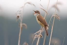 Image result for Acrocephalus arundinaceus