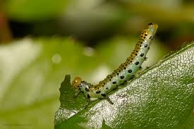 Attēlu rezultāti vaicājumam “Aphelia paleana larva”