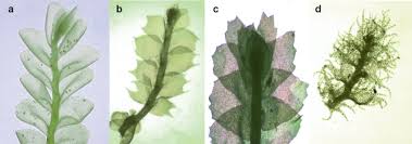 Attēlu rezultāti vaicājumam “Ptilidium pulcherrimum sporophyte”