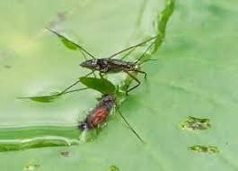 Attēlu rezultāti vaicājumam “Gerridae”