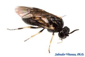 Attēlu rezultāti vaicājumam “Argidae”