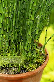 Attēlu rezultāti vaicājumam “Equisetum variegatum”