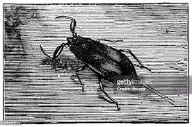 Attēlu rezultāti vaicājumam “Nepa cinerea imago”