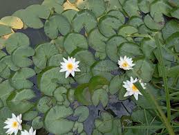 Attēlu rezultāti vaicājumam “Nymphaea candida leaf”