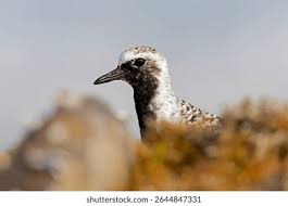 Attēlu rezultāti vaicājumam “Pluvialis squatarola adult”