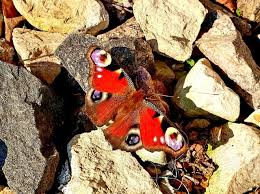 Attēlu rezultāti vaicājumam “Papilio machaon underside”