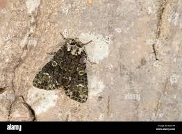 Attēlu rezultāti vaicājumam “Craniophora ligustri imago”