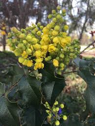 Attēlu rezultāti vaicājumam “Mahonia aquifolium bud”