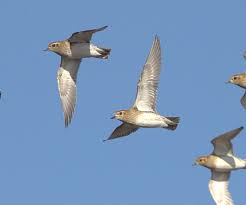 Attēlu rezultāti vaicājumam “Pluvialis apricaria”