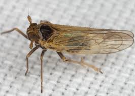 Attēlu rezultāti vaicājumam “Javesella pellucida”