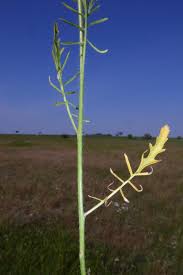 Attēlu rezultāti vaicājumam “Sisymbrium altissimum”