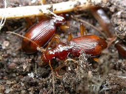 Attēlu rezultāti vaicājumam “Leistus ferrugineus”