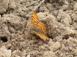Attēlu rezultāti vaicājumam “Melitaea phoebe underside”
