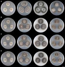 Attēlu rezultāti vaicājumam “Hyaloscypha hyalina”