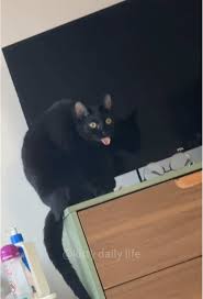 Image result for invisible cat