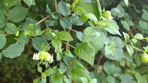 Attēlu rezultāti vaicājumam “Silene baccifera fruit”