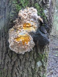 Attēlu rezultāti vaicājumam “Skeletocutis odora”