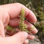 Attēlu rezultāti vaicājumam “Lepidium densiflorum fruit”