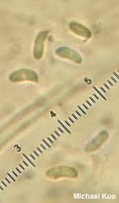 Attēlu rezultāti vaicājumam “Ischnoderma benzoinum”