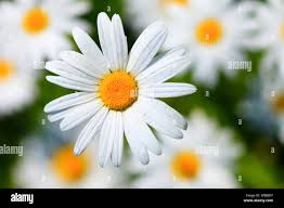 Attēlu rezultāti vaicājumam “Leucanthemum vulgare flower”