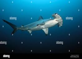 Image result for Sphyrna lewini