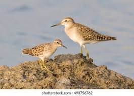 Image result for Calidris subminuta