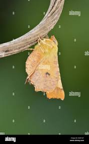 Attēlu rezultāti vaicājumam “Ennomos alniaria”