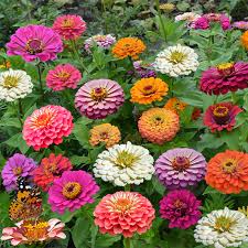 Image result for Zinnia elegans