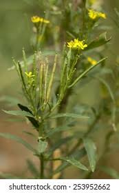 Attēlu rezultāti vaicājumam “Erysimum cheiranthoides flower”