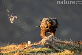 Attēlu rezultāti vaicājumam “Aquila chrysaetos adult”