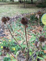 Attēlu rezultāti vaicājumam “Echinacea purpurea bud”