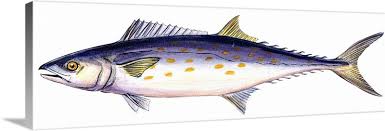 Image result for Scomberomorus maculatus