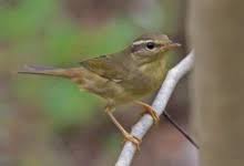 Image result for Dendroica magnolia