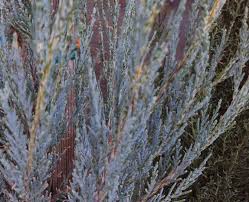 Attēlu rezultāti vaicājumam “Juncus inflexus”