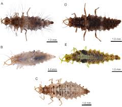 Attēlu rezultāti vaicājumam “Chrysopidae larva”