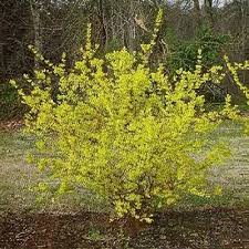 Attēlu rezultāti vaicājumam “Forsythia suspensa flower”