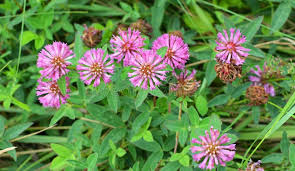 Attēlu rezultāti vaicājumam “Trifolium medium”